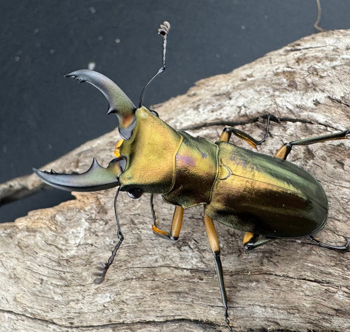 《エラフスホソアカ 42.5mm ペア》