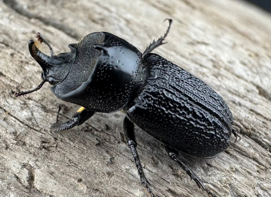 【WD】《ウンナンイッカククワガタ Free ペア》