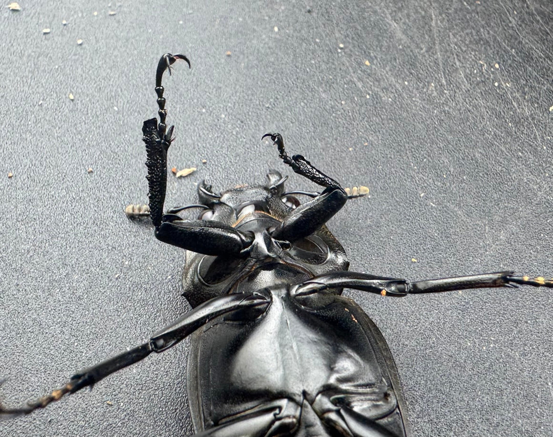 【WD】《 ギラファノコギリ亜種ケイスケ 96.5mm A’品ペア》