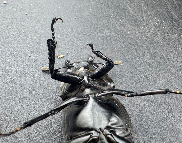 【WD】《 ギラファノコギリ亜種ケイスケ 96.5mm A’品ペア》