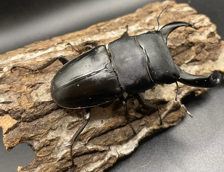 【WD】大型《カマリネスヒラタ 97mm ペア》