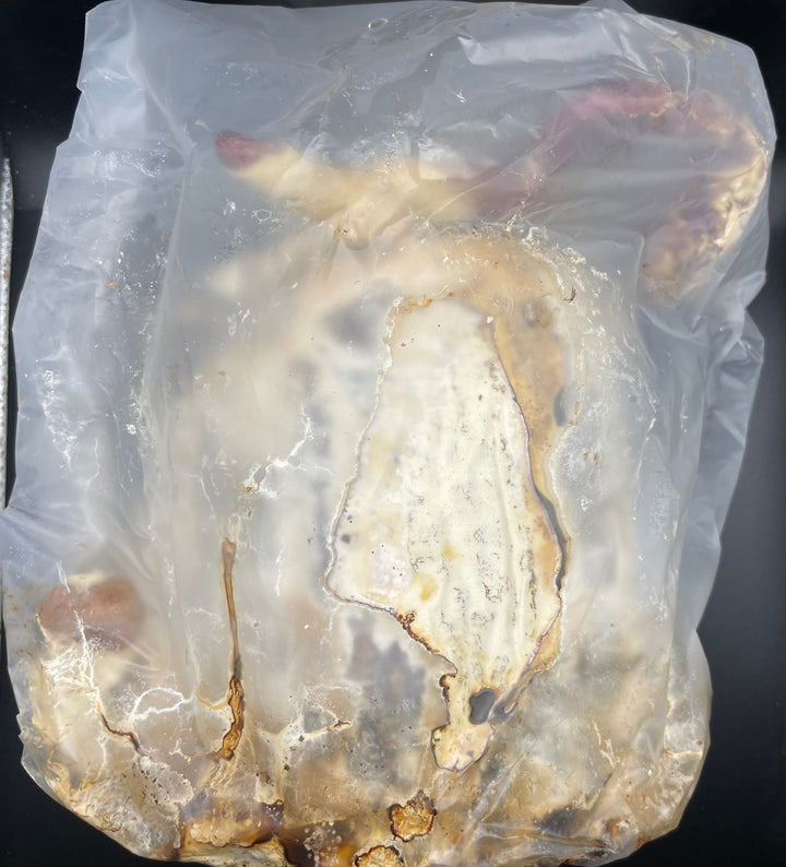 植菌レイシ材 L～LLLサイズ1本入り