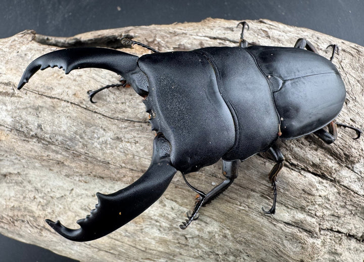 【WD】《西ペレンヒラタ（スラウェシオオヒラタ） 88mm ペア》