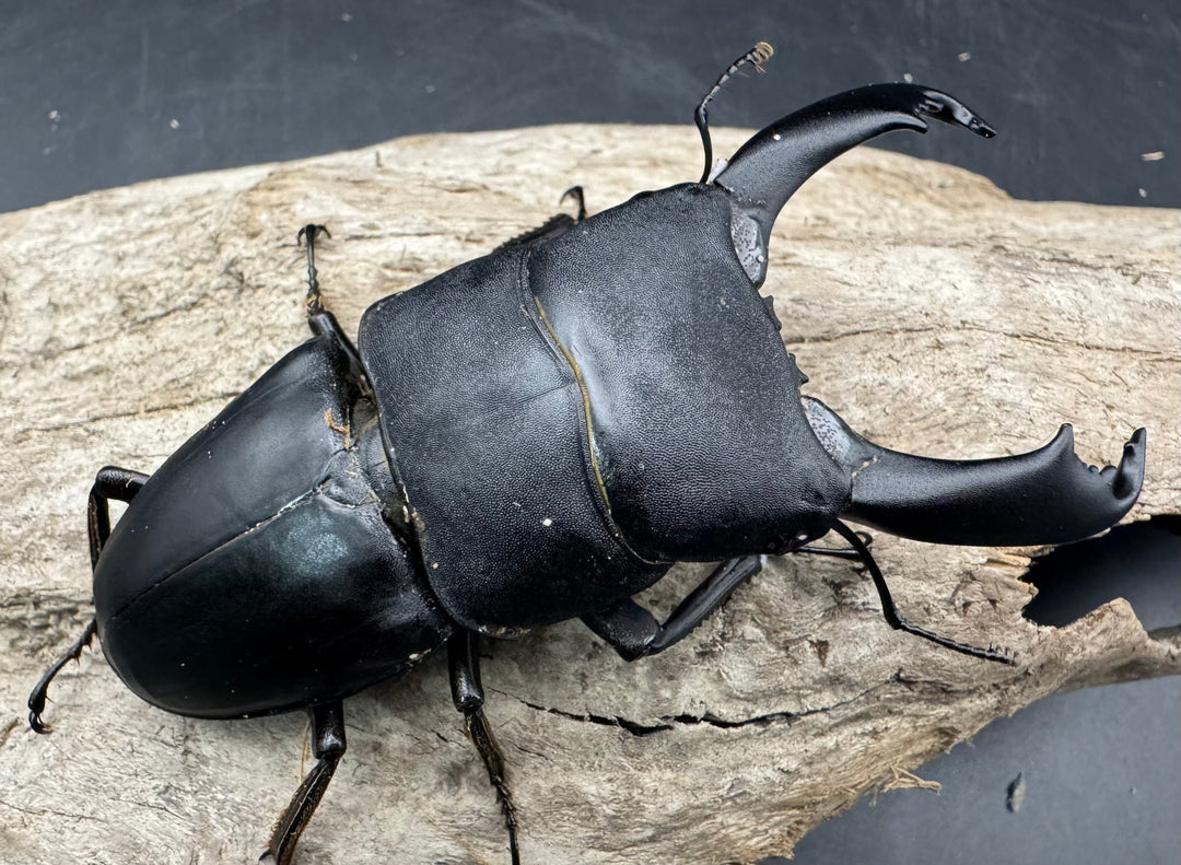 【WD】《西ペレンヒラタ（スラウェシオオヒラタ） 90.5mm ペア》