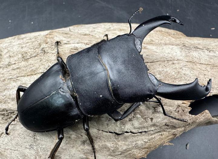 【WD】《西ペレンヒラタ（スラウェシオオヒラタ） 90.5mm ペア》