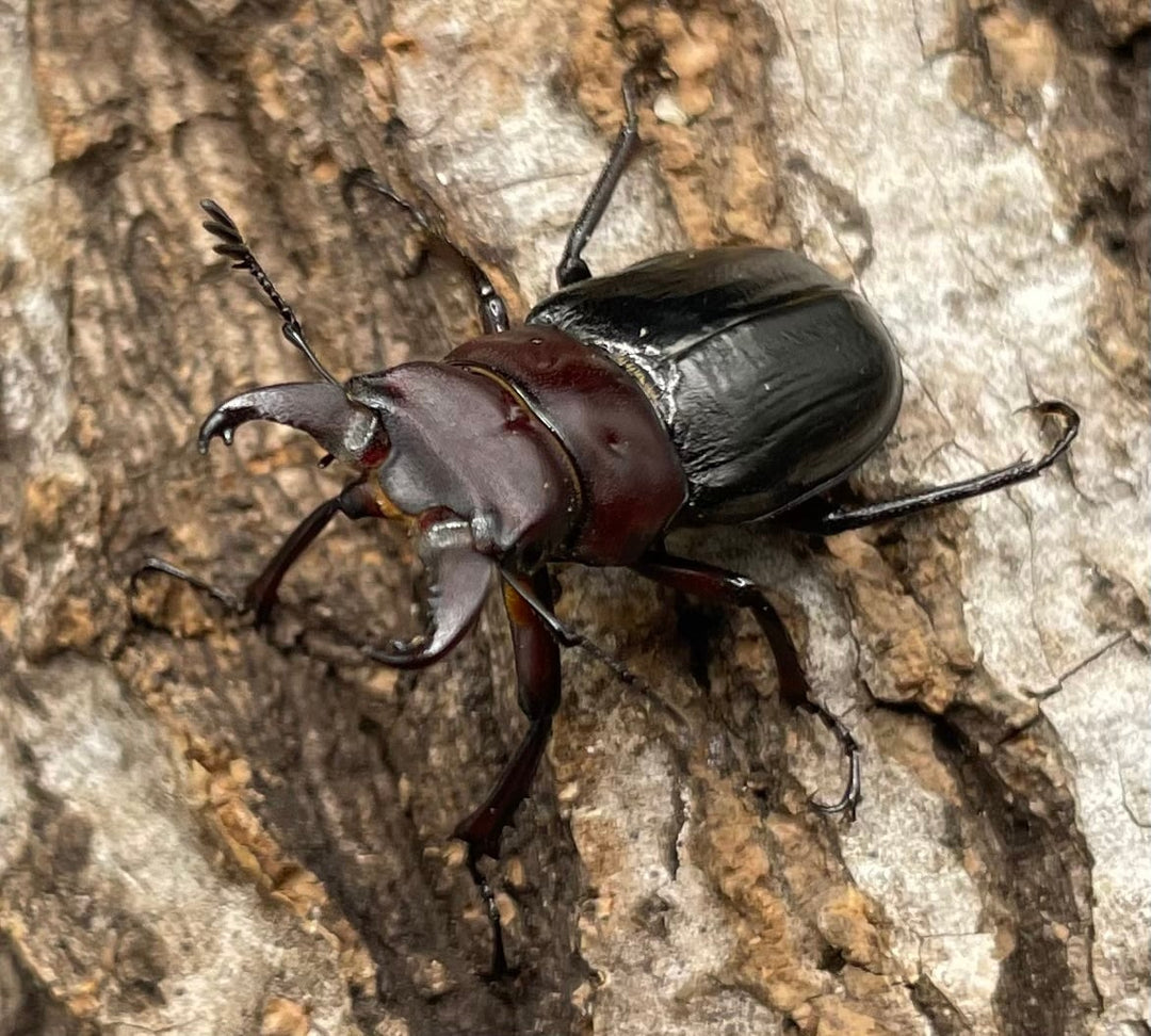 《ミクラミヤマ 神津島産 Free ペア》