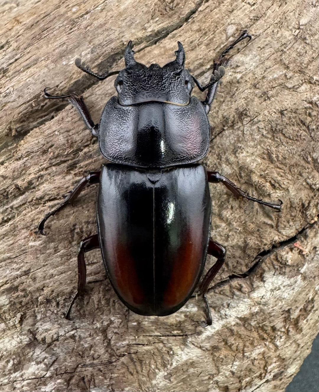 《ミラビリスノコギリクワガタ 61mm ペア》