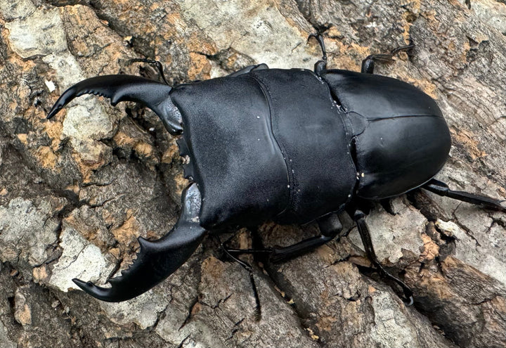 【WD】《東ペレンヒラタクワガタ 80mm ペア》