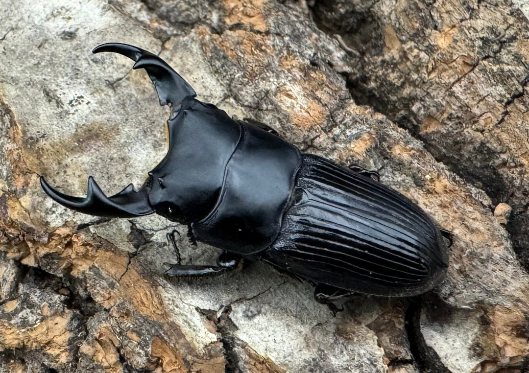 【F0】《カントンネブト 29mm ペア》