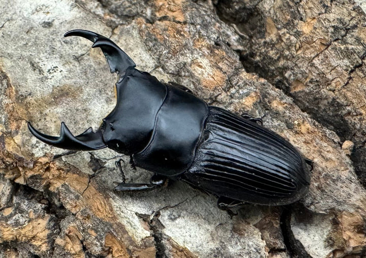 【F0】《カントンネブト 29mm ペア》