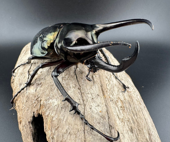 【WD】《ミンダナオアトラスオオカブト キダパワン産 87mm A'品ペア》