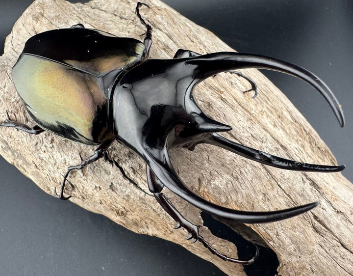 【WD】《ジャワコーカサスオオカブト 102mm ペア》