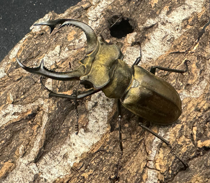 【WD】《ノビリスミヤマ 60mm ペア》①