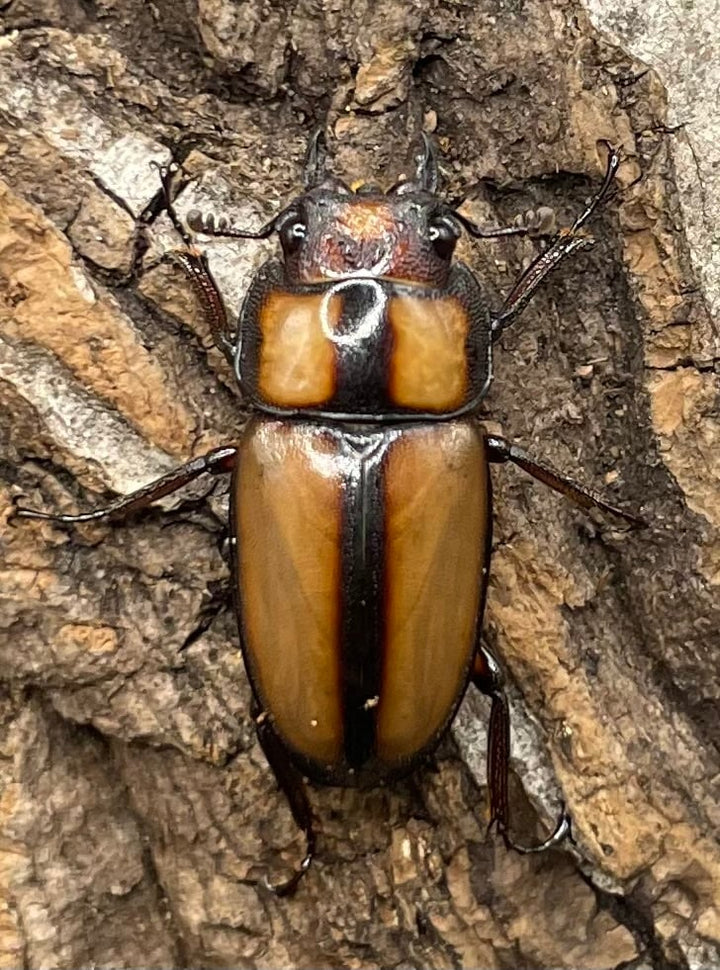 【WD】《スツラリスノコギリクワガタ 40mm ♂♀♀トリオ》