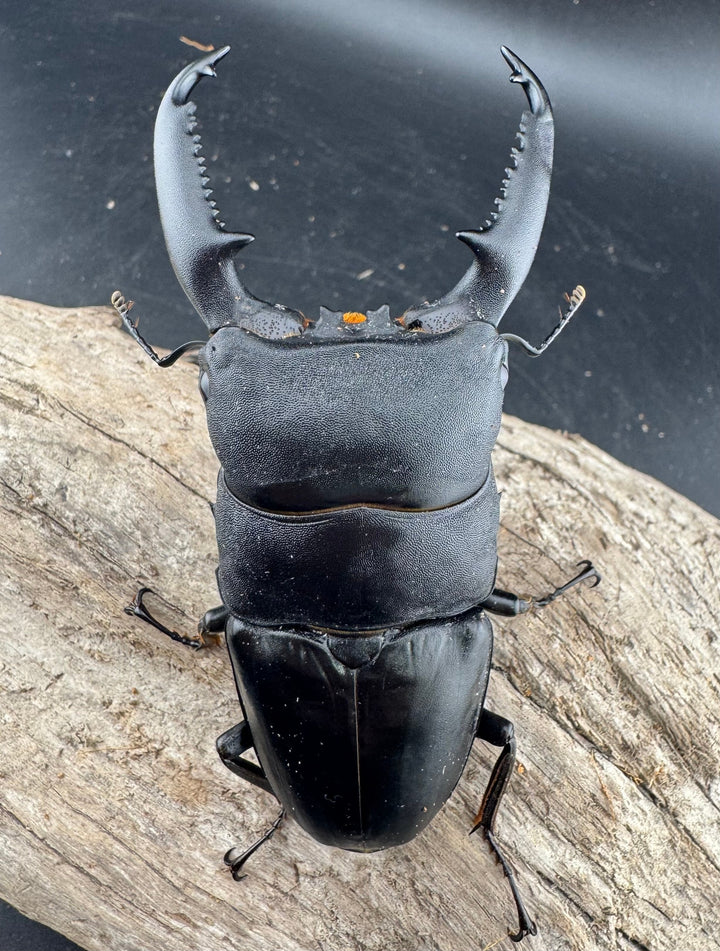 【WF1】《パラワンオオヒラタクワガタ 98mm ペア》