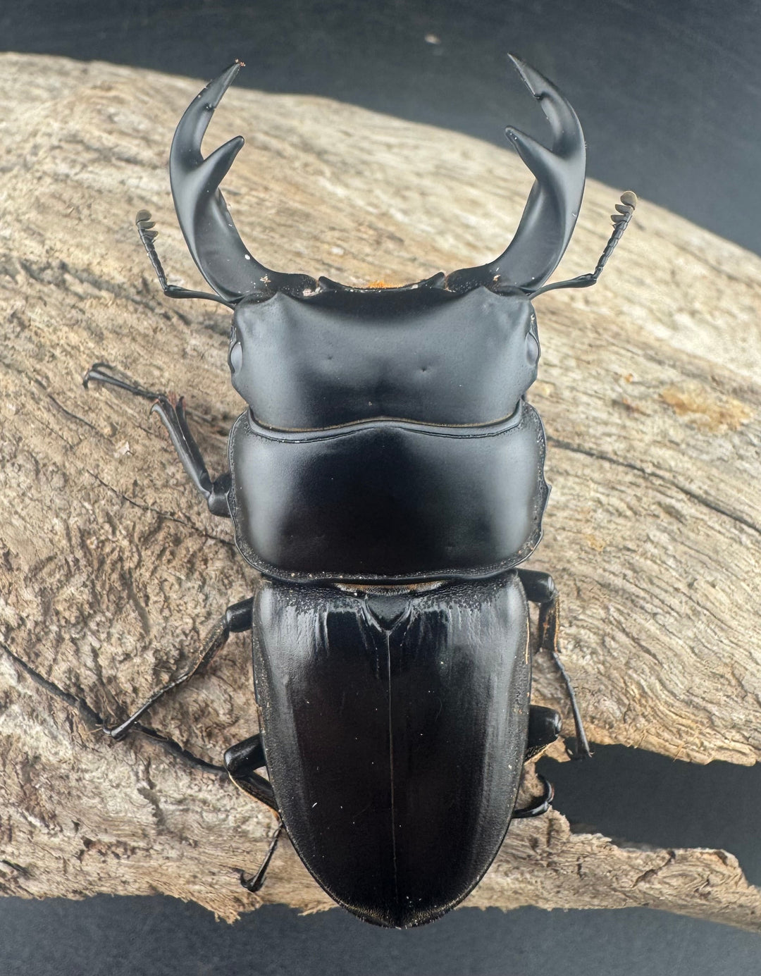 【WD】《クルビデンスオオクワ原名亜種 65mm ペア》