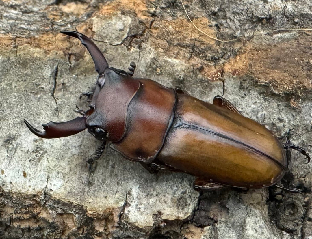 【WD】レア種《エレガントゥルスコクワ亜種akaishii 22.5mm ♂単》