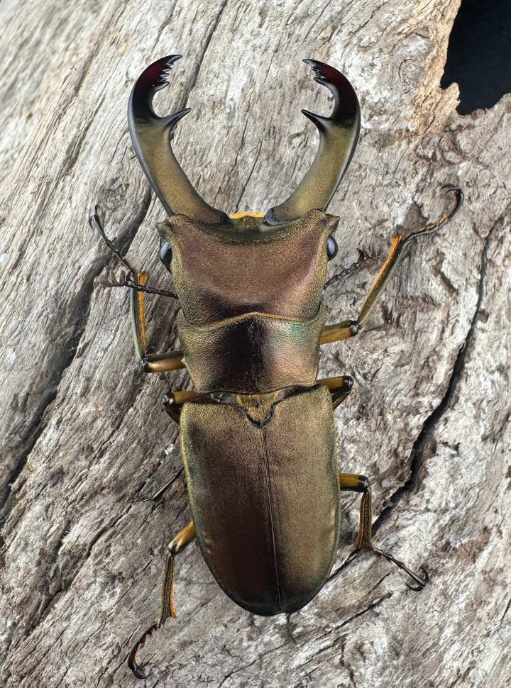 【WF1】《トゥルンカートスホソアカ 50mm ♂単》