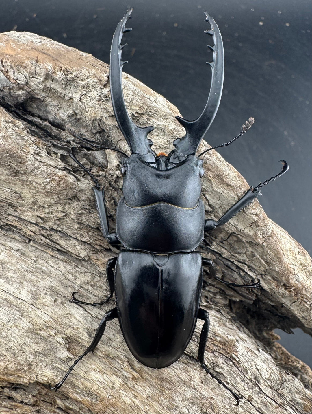 【WD】《フォルフィクラノコギリ原名亜種（マルバネノコギリ） 貴州省産 70mm ♂♀♀トリオ》