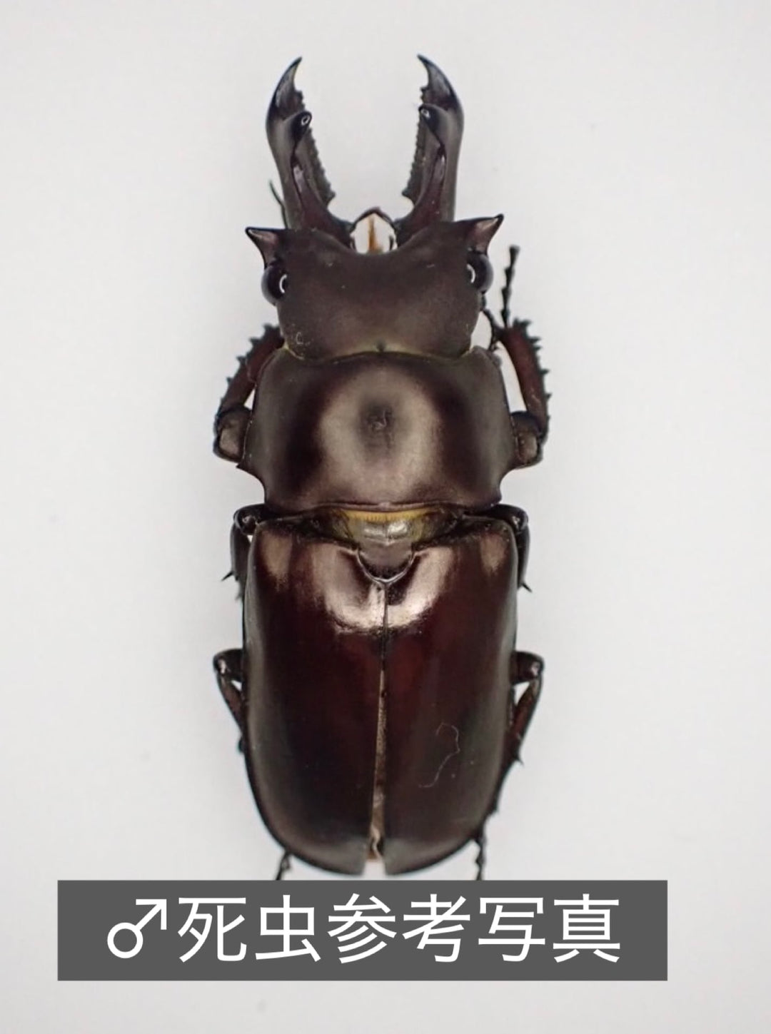 【WD】《シニアエブオニクワガタ 20.5mm ♀単》