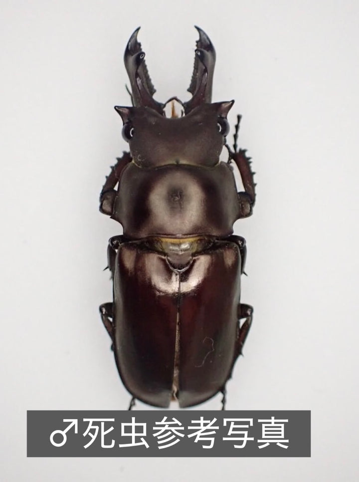 【WD】《シニアエブオニクワガタ 20.5mm ♀単》