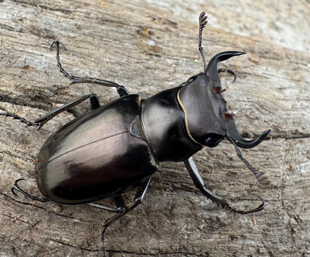 【WD】《ミンイミヤマクワガタ 28mm ペア》