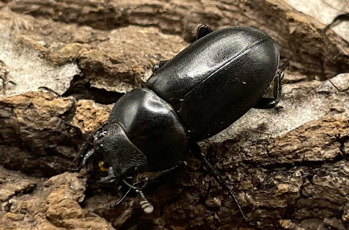 【WD】《オーエンノコギリクワガタ中国亜種melli 33.5mm ペア》