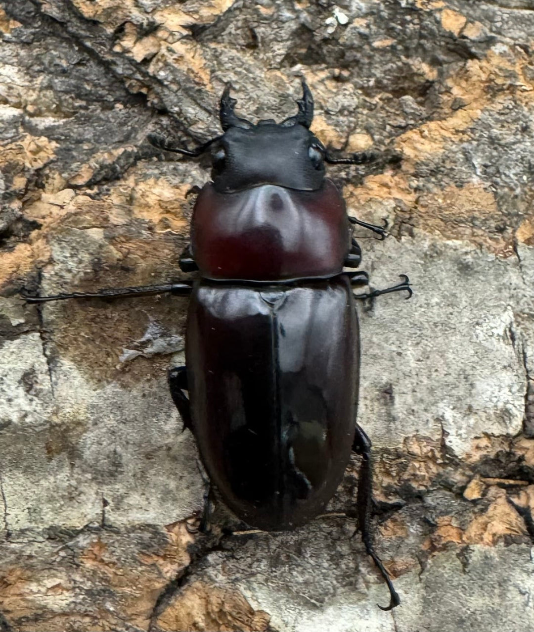 【WD】《ドルサリスノコギリ原名亜種 イロコスノルテ産 49mm ペア》