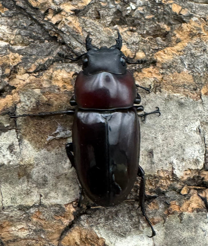 【WD】《ドルサリスノコギリ原名亜種 イロコスノルテ産 49mm ペア》