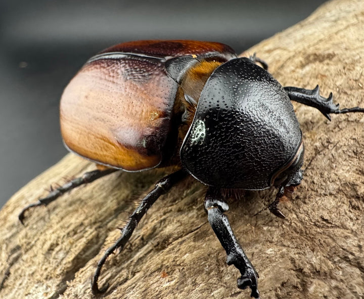 【WD】《スキットゴホンツノカブト 50-55mm前後 ♀単》