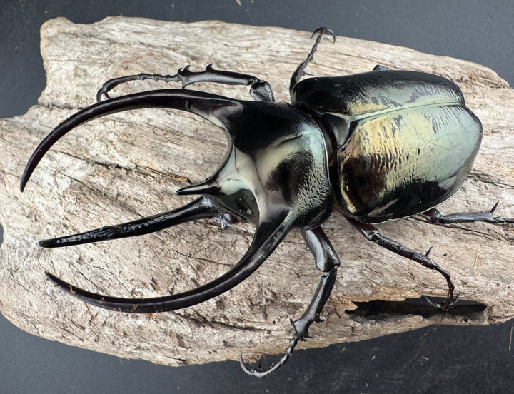 【WD】《ミンダナオアトラスオオカブト マラグサン産 95mm ペア》