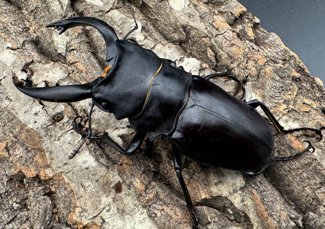 【WD】大型《ミンダナオアルケスツヤクワガタ 93.5mm A’品ペア》