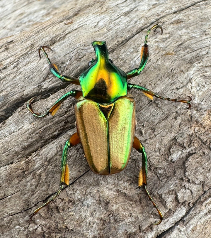 【WD】《モーニッケヒメカブトハナムグリ カシブ産 Free ペア》②