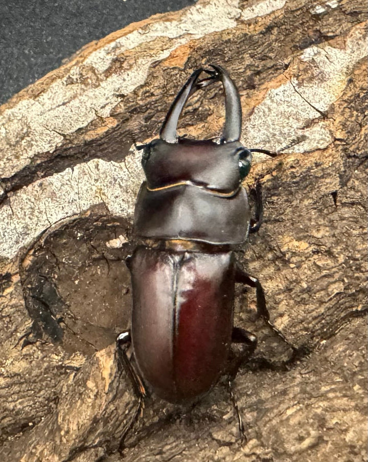 《セグーコクワ ペア》