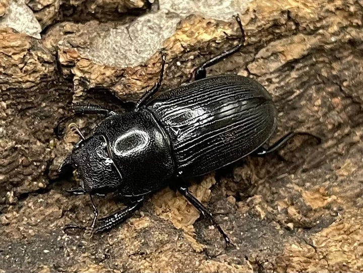 【WD】美麗種《ヨンレンセスジ ペア》