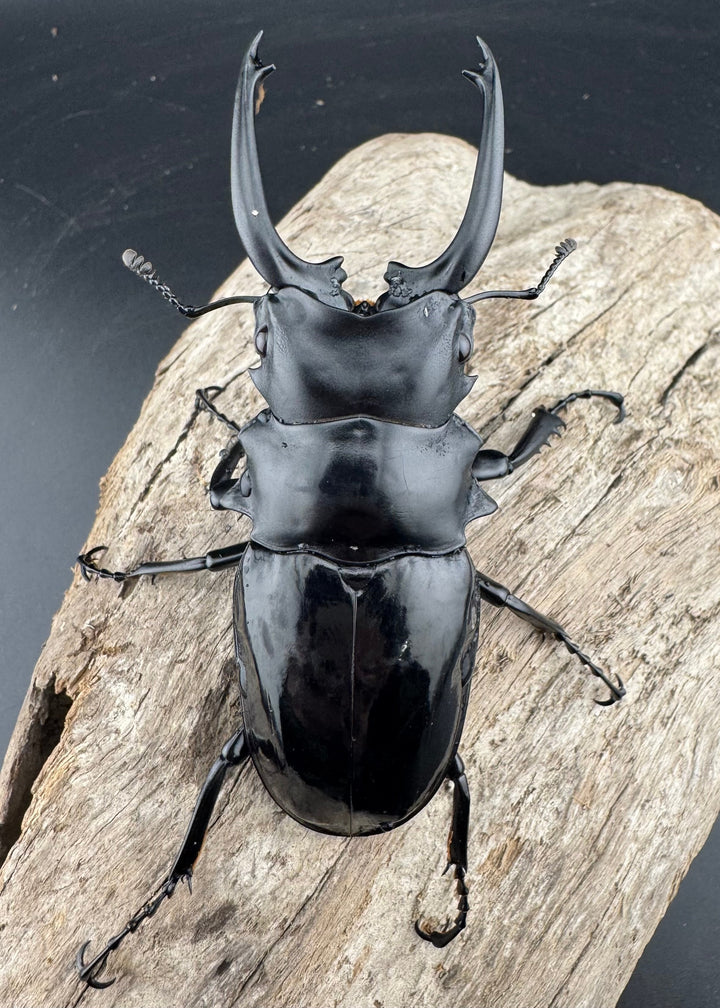 【WD】《ダールマンツヤクワガタ亜種celebensis 84mm ペア》