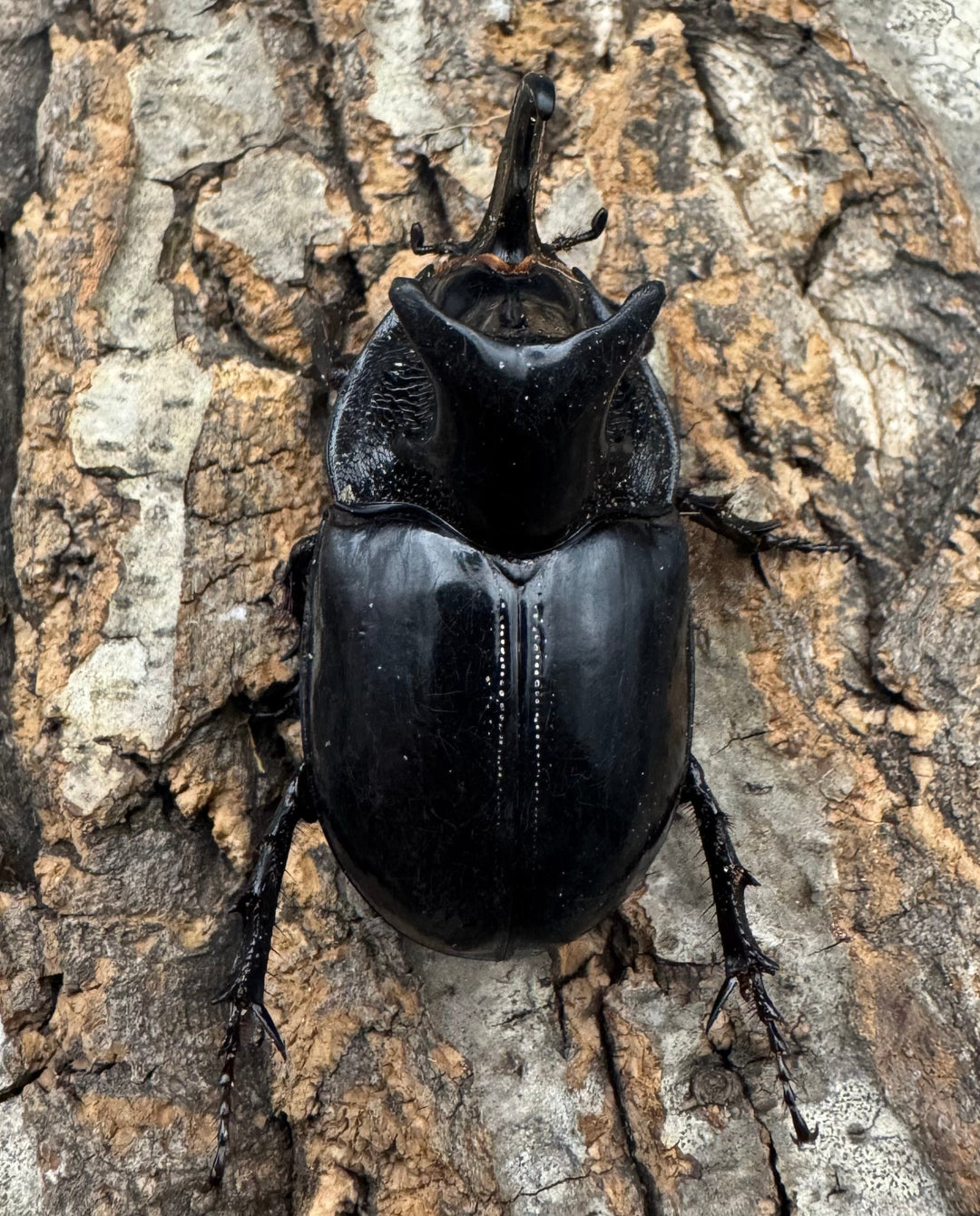 【WD】《オオツノメンガタカブト 59mm ペア》