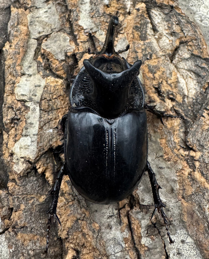 【WD】《オオツノメンガタカブト 59mm ペア》