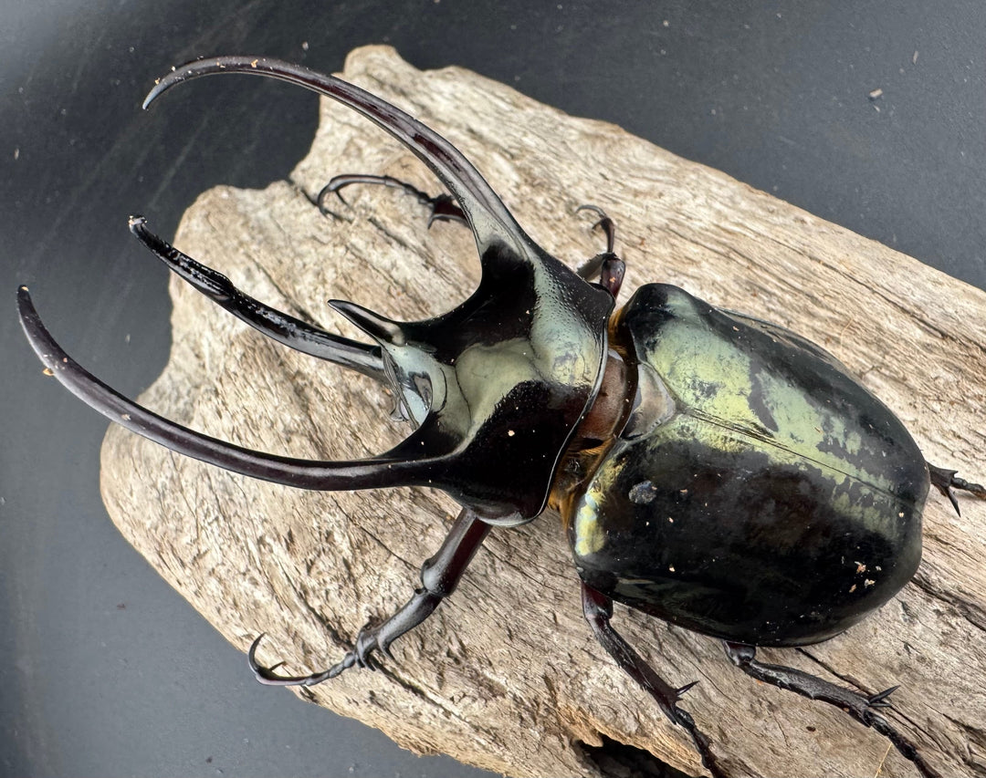 【WD】《ミンダナオアトラスオオカブト マラグサン 産 93mm A’品ペア》