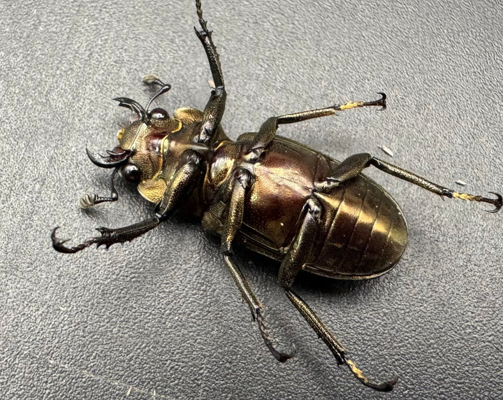 【WD】《メタリフェルホソアカ亜種finae 85mm ペア》