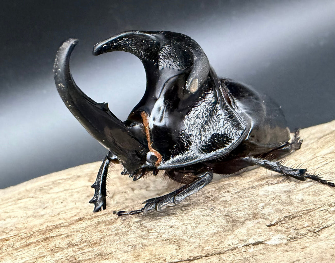 【WD】《オオツノメンガタカブト 69mm ペア》