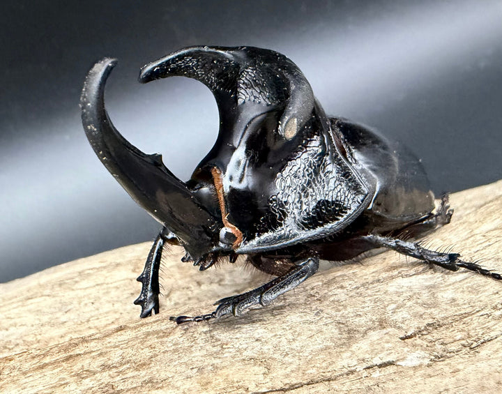 【WD】《オオツノメンガタカブト 69mm ペア》