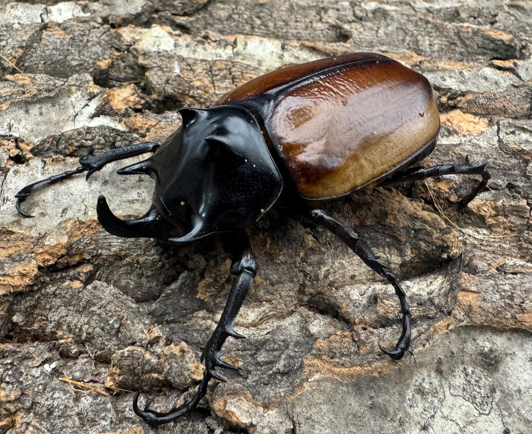 《ハードウィッケイゴホンツノカブト 黄色タイプ 62mm ペア》