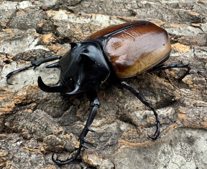 《ハードウィッケイゴホンツノカブト 黄色タイプ 62mm ペア》