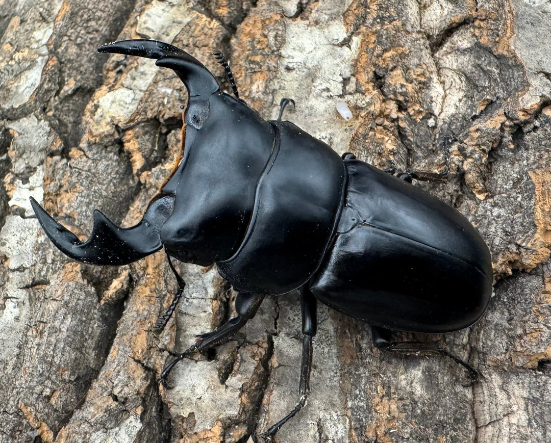 《マレーアンタエウス ゲンティンハイランド産 71mm ペア》