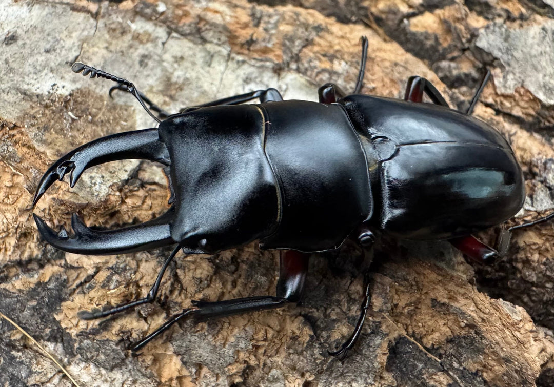 【F0】《アカアシクワガタ亜種miyamai 42mm ペア》