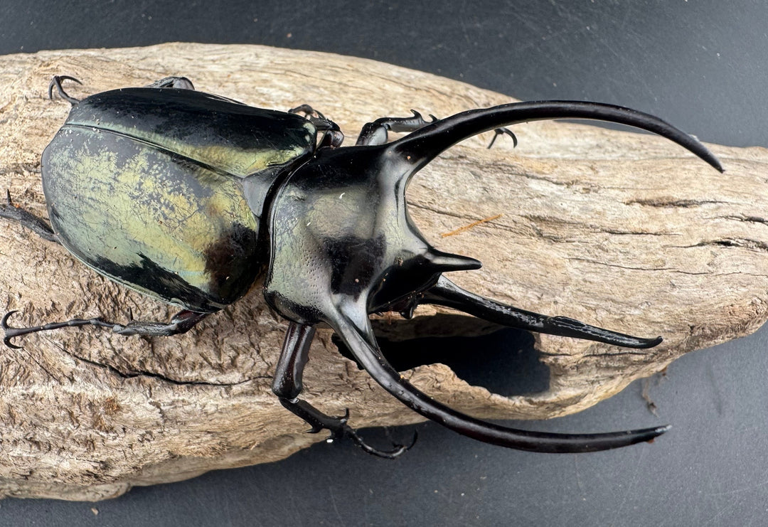 【WD】《ミンダナオアトラスオオカブト マラグサン産 95.5mm ペア》