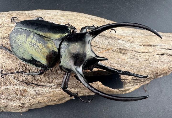 【WD】《ミンダナオアトラスオオカブト マラグサン産 95.5mm ペア》