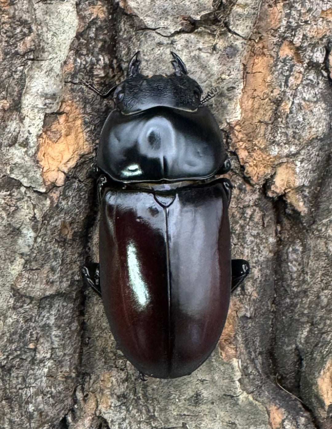 《アローコクワ亜種リエン 74mm ♂♀♀トリオ》