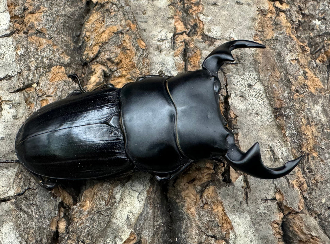 【WD】《ジャワパリーオオクワ 58mm ペア》